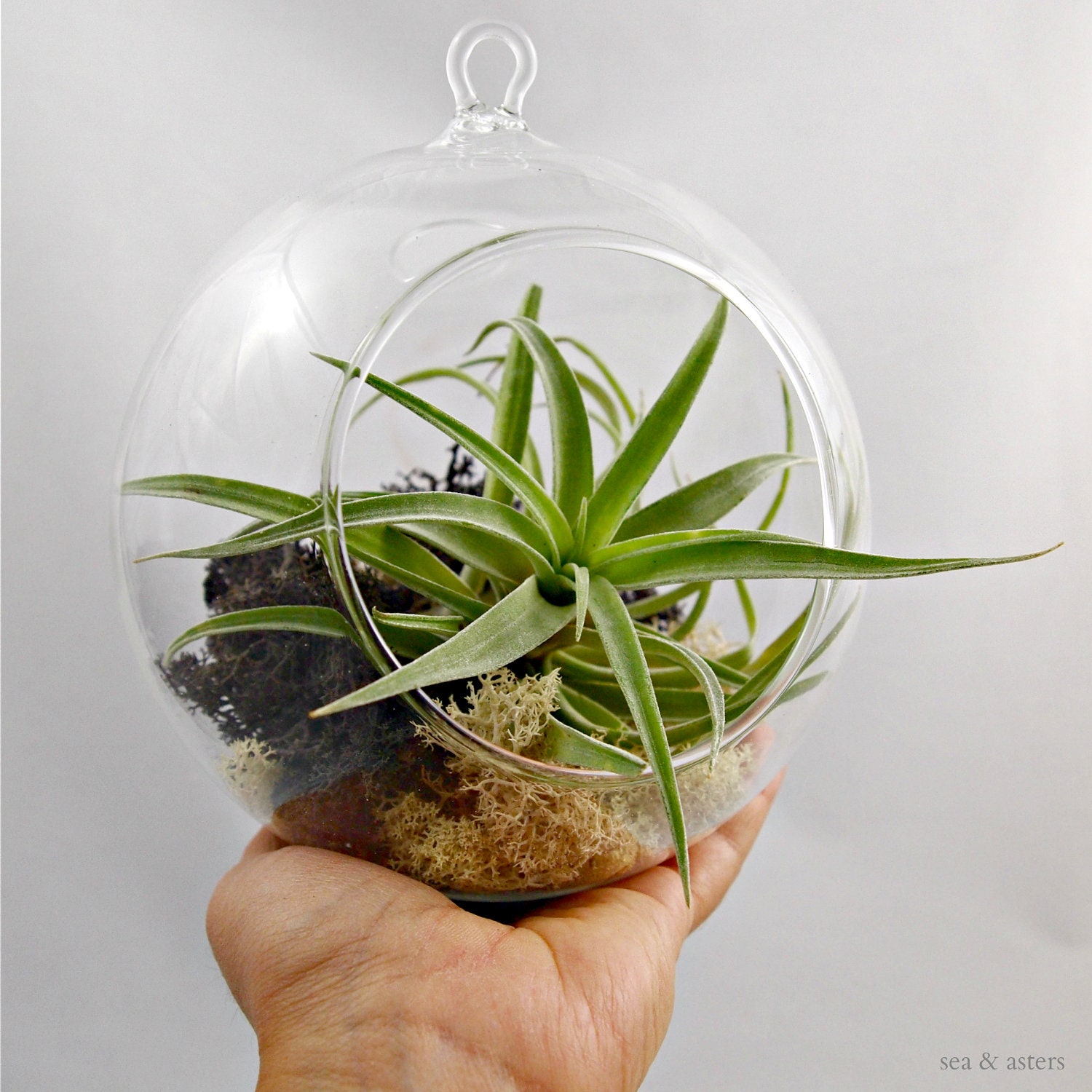 Hondurensis Hanging Terrarium 6.5" // Choose Your Own Moss Colors