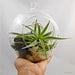 Hondurensis Hanging Terrarium 6.5" // Choose Your Own Moss Colors