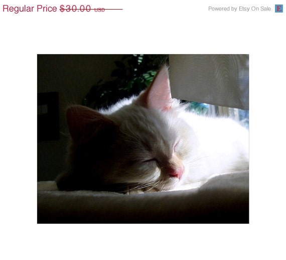 White Ragdoll Kitten, Honey, Napping, Fine Art Photograph, 10 x 8, Nursery Room Art, Soft Dreamy Photo, Cat Lovers Dream