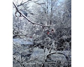 Maine Winter Ice Storm, 8 x 10, Painted Photograph, Three Red Berries In the Frozen Trees, Portland, Maine, Winter, The Maine View