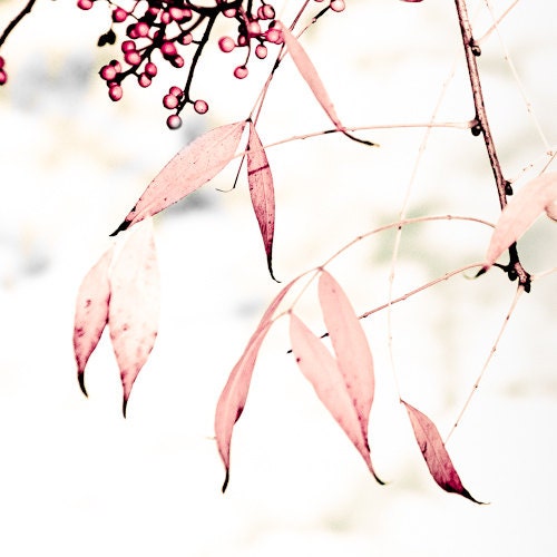 Soft Autumn Pink Leaves - 10 x 10 fine art photographic print - VivienneWard