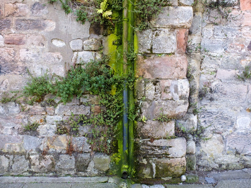 Urban nature photograph, lush green vertical garden art, miniature jungle home decor, living wall artwork. 8x10 fine art photo. UK seller