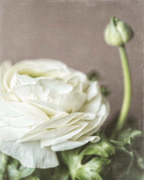 White Flower Picture, Flower Photography, Nature Photography, Cottage Decor, Bathroom Decor, Bedroom Decor, Floral, Cream, Brown, Botanical.