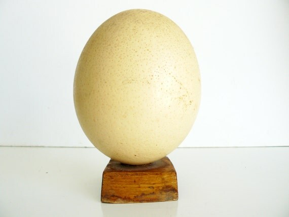 ostrich egg