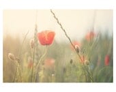 red poppy summer sunset photo print - whimsical fine art nature photography, enchanting, dream, peaceful, flower - 10x8