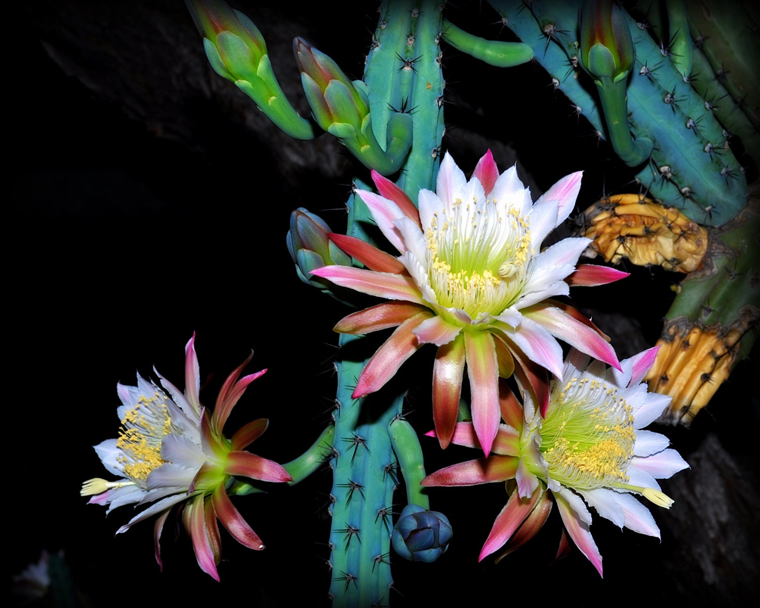 Night Blooming Cereus Fine Art Print 16x20 on Heavy Canvas