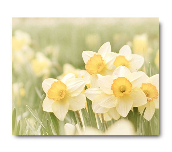 Daffodil Print, Flower Photo, nature print, spring flower photo, lime, lemon, yellow, sage green, cream, landscape photography - semisweetstudios Daffodil Print, Flower Photo, nature print, spring flower photo, lime, lemon, yellow, sage green, cream, landscape photography - semisweetstudios