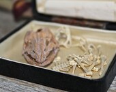 Vintage Reptile Bones
