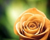 Rose Photography - flower orange green brown color floral nature photo rust rustic botanical wall art, 8x10 Photograph, "Time of Roses"