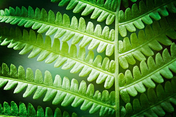 Leaf Photography - green leaves nature abstract print - modern photography - botanical art prints wall art - 8x12 Photograph, "Fern Leaf"