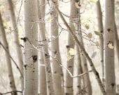 Aspen Tree Bark Photography Prints Set of (2) 11x14 Fine Art New Mexico Autumn Fall Foliage Forest Landscape Photography Prints.