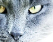 Grey cat photo portrait Pet photography 8x8" (20x20m) Grey Yellow By Peraboom