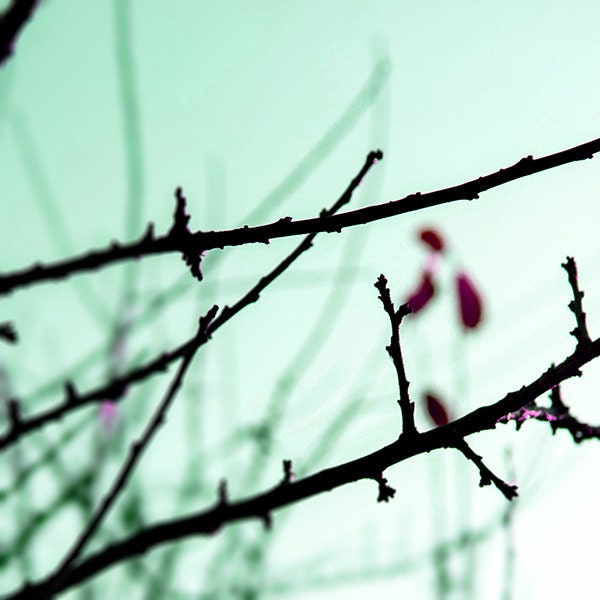 Autumn branches photography Nature photo Forest Sky 20x20cm (8x8inches)