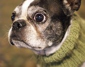 FREE SHIPPING / Cozy Canine Cowl: Custom hand knit dog cowl