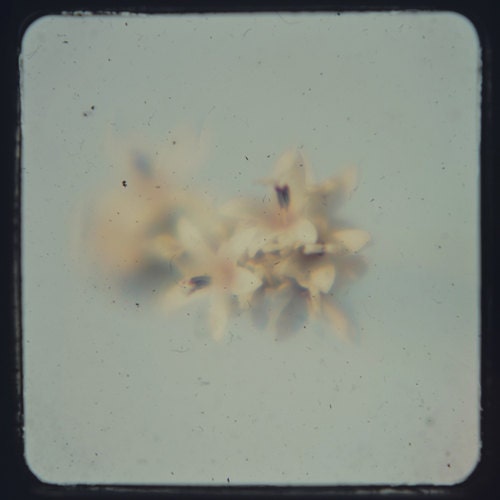 Dreamy floral photograph- shabby chic, pastel, blue, ttv, vintage style, hipster,  girly, retro inspired, whimsical, surreal, 8x8 print