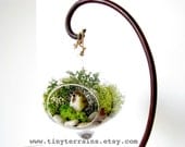 Hanging Bird Moss and Lichen Terrarium