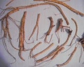 Angelica Whole Root spells magic wicca witch shaman druid pagan