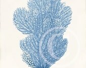 Antique Coral Art Print - 8x10 - Gorgonia Flabellum Blue