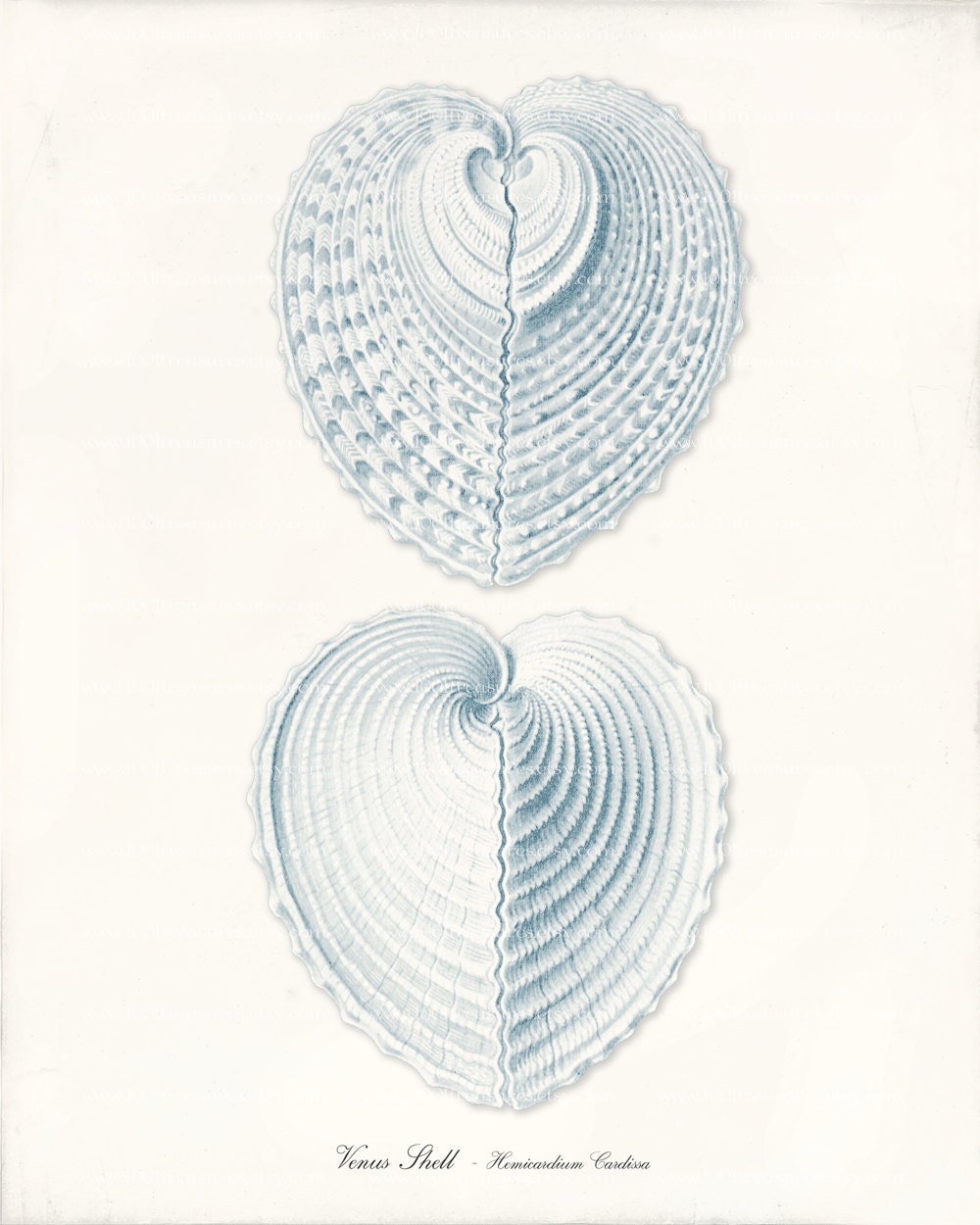 Shell Art Print - 8 x 10 - Venus Shells Blue