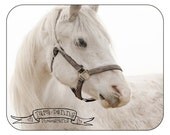 White Horse on a Foggy Day CHARITY FUNDRAISER 8x10 fine art photographic print