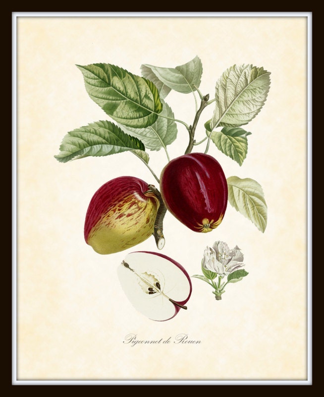 Vintage Fruit Series 1846 Plate 1 Botanical Art Print 8 x 10 Home Decor Wall Decor Garden