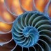 Shell Photography. 13x19 photo. art, blue, orange, sea shells, nautilus, ocean, nature, large print, geometric, modern, loft, decor