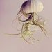 Five Stripey Jellyfish Air Plants // Sea Urchins Hanging Art Installation Wedding Favor Decor Terrarium Kit DIY tiny