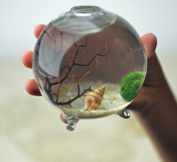 Marimo - Japanese Moss Ball Aquarium - footed bud vase - with sea fan - shells - and sand