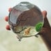 Marimo - Japanese Moss Ball Aquarium - footed bud vase - with sea fan - shells - and sand