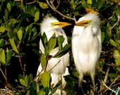 Baby Love Birds Photograph Sarasota, FL Engagement, Wedding, Anniversary Customizable