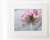 Shabby Chic Peony Print Flower Photo Pale Pink Blue pastels 8x10 french mothers day art for girls room