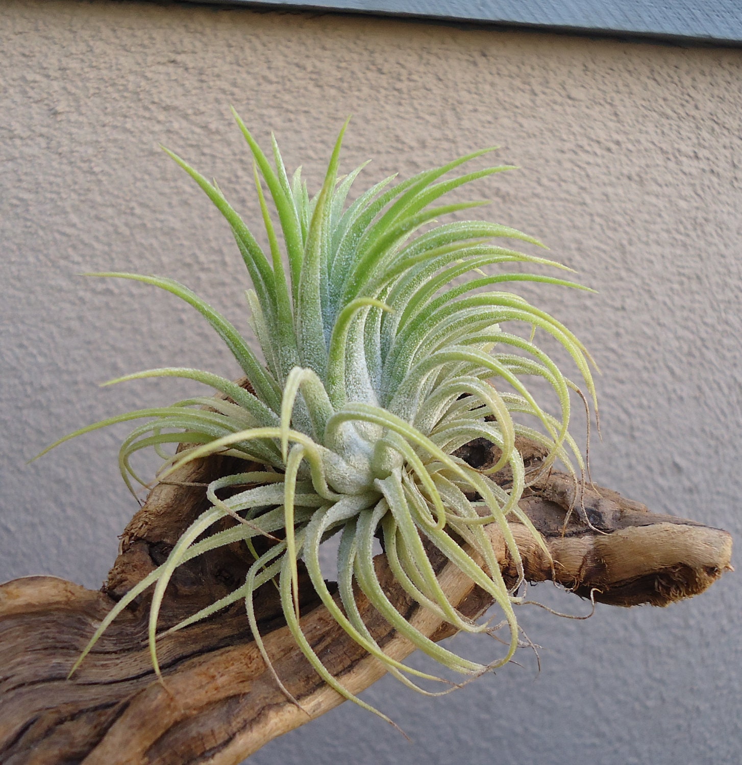 Tillandsia Ionantha Sumo "White"