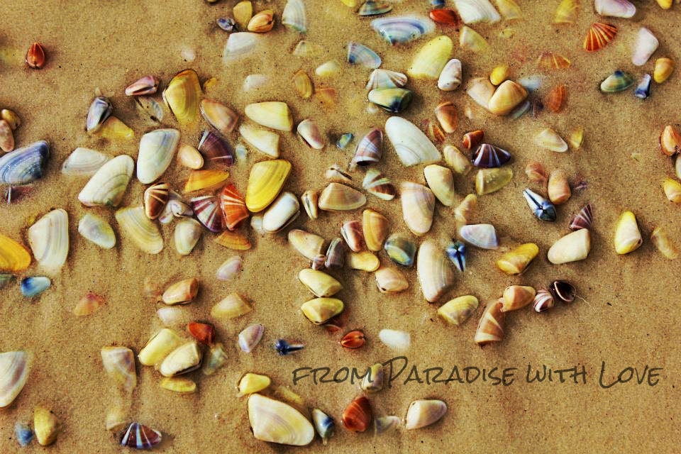 Seashells - Beach Photography - Colorful Shoreline - FromPARADISEwithLOVE