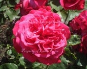 Flower Photo Garden Rose Amsterdam Photograph-Art Print Photo-Digital Image Flower-8x10 Photograph