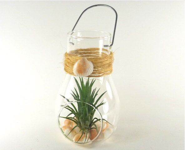 Beach Wedding - Air Plant Decor for table, placeholders, guest favors for your special event