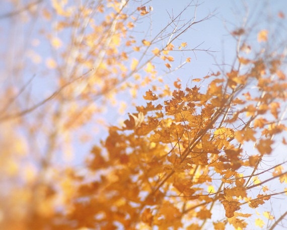 Fall Foilage Soft Blue Sky Orange Yellow Colorful Trees New England Autumn Harvest Fall Thanksgiving, 8 x 10 Fine Art Print