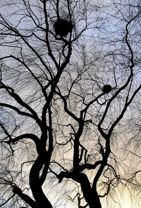Tree Silhouette Art Photography Print - landscape sunset wall art decor "Snow Tree Canopy" / custom sizes and canvas wraps available