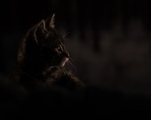 Cat photography print - cute kitten in dark shadows - black cat decor - baby animal nursery wall art - cat home decor - gothic 8 x 10 art
