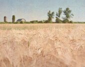Wheat Field 8x10 Photo, Country Farm, Rustic Barn Print, Fall Harvest Picture, Autumn Grain Photography, Blue, Tan, Green Decor
