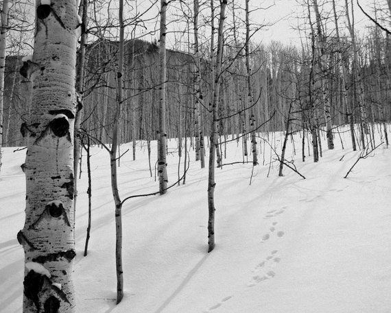 Forest Photography 8x10, Winter Landscape Photograph, Black and White Tree Print, Christmas Wall Art, White Home Decor, Nature Print