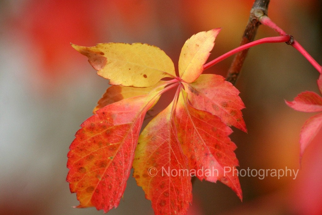 Fall Leaf, Autumn colors, Nature photography, Fall foliage, rust red orange yellow gold, leaves, gift under 50, home decor,