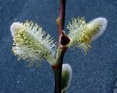 Pussy Willow Trees