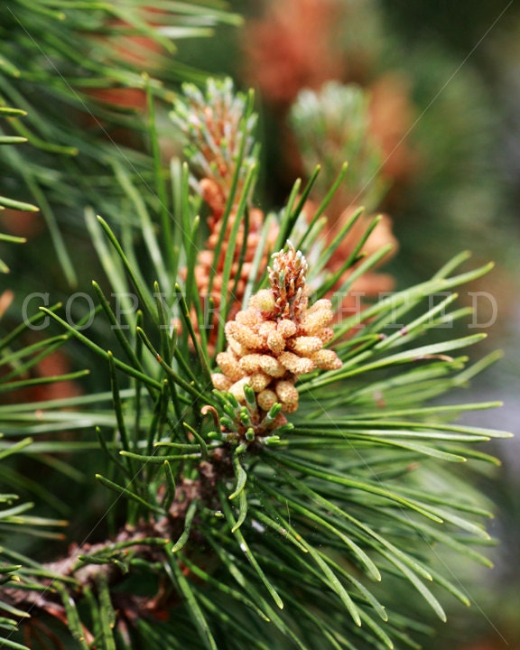 pine tree branch, beginning of a pinecone color print (8x10)