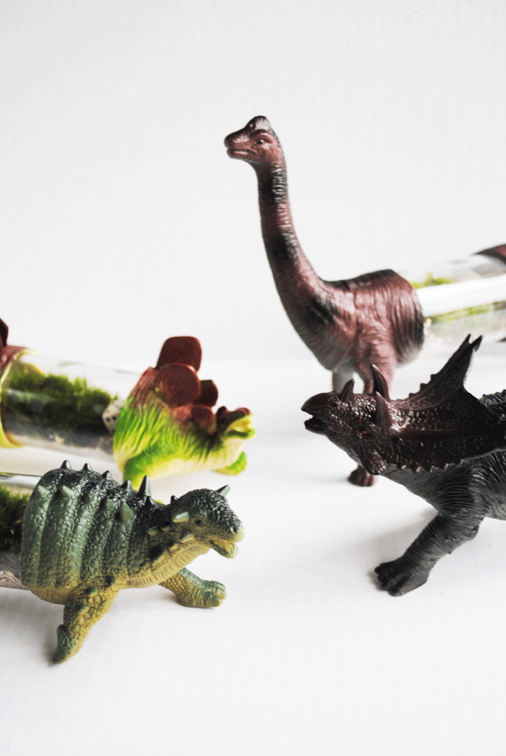Triceratops Live Dino Terrarium