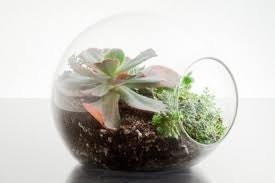 Mini Terrarium Succulents