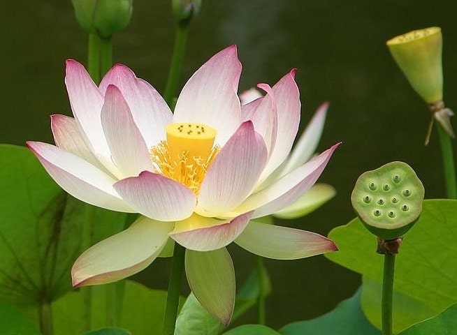 Want Pink lotus absolute to be added to you cream--- Purchase this Item