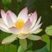 Want Pink lotus absolute to be added to you cream--- Purchase this Item