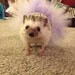 Custom Hedgehog Tutu