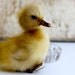 Taxidermy Duckling