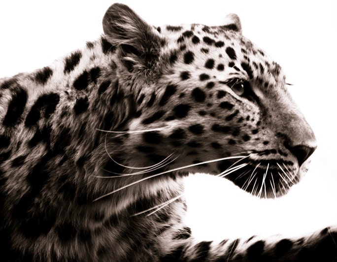 Leopard Wall Decor, Fine Art Sepia Monochrome Photo, Wildlife Home Decor Animal Fine Art Photography